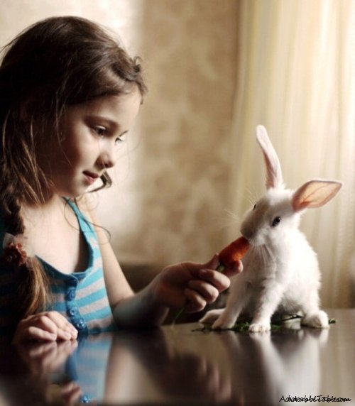 baby, beautiful, child, cute, rabbit