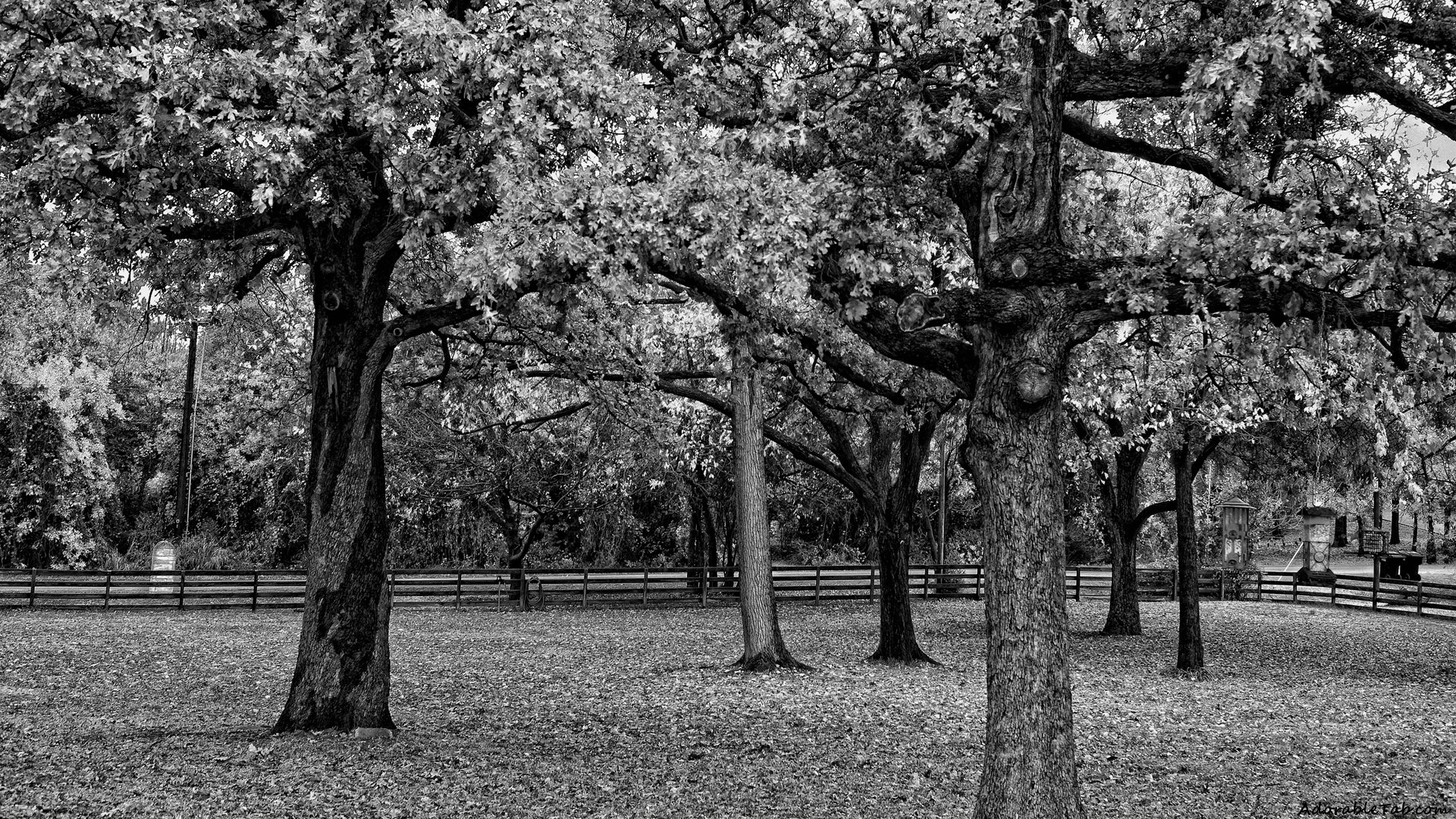 black, and, white, trees