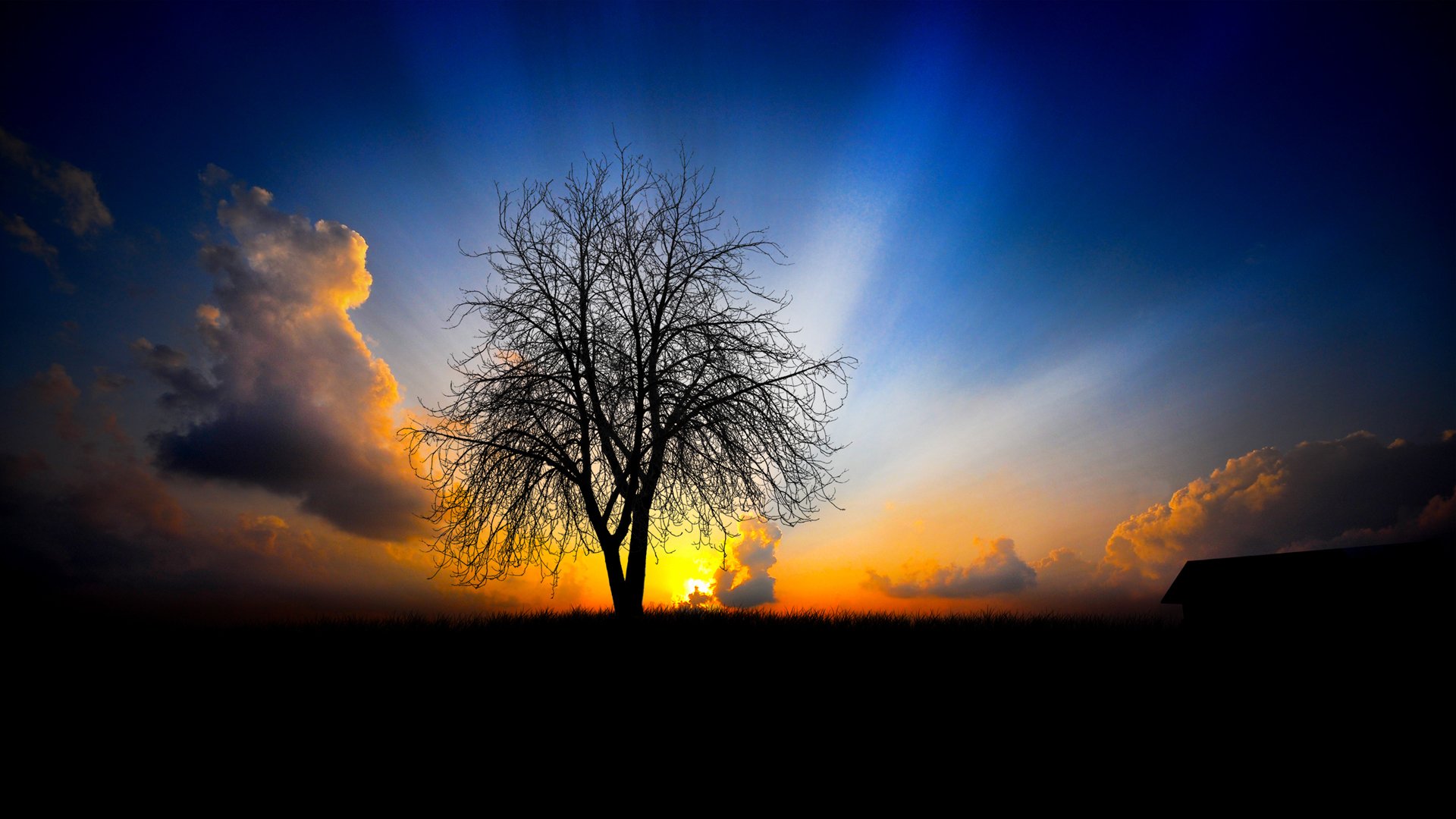 bright, sunlight, set, focused