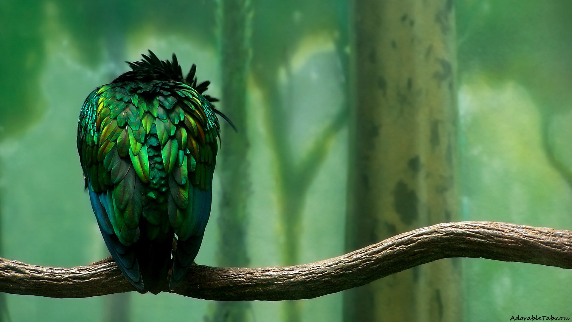 green, wings, bird