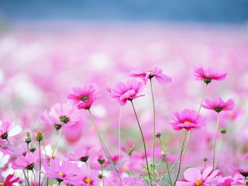 sweet, cute, flower, attractive