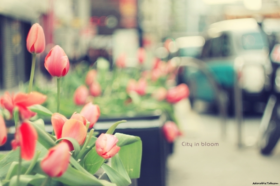 adorable, city, bloom, flower, cute, love